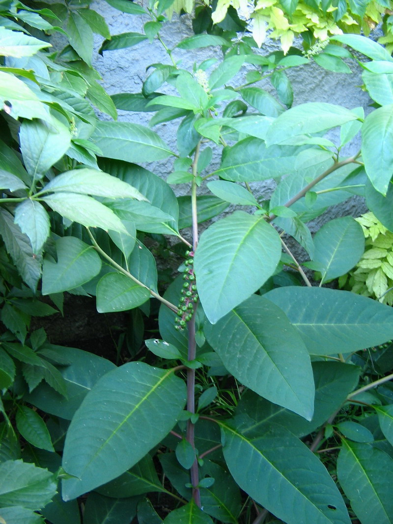Phytolacca americana
